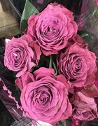 2nd Mar 2024 - Purple Roses