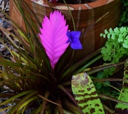 4th Mar 2024 - Tillandsia cyanea or ‘Pink Quill plant’ ~ 