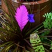 Tillandsia cyanea or ‘Pink Quill plant’ ~  by happysnaps