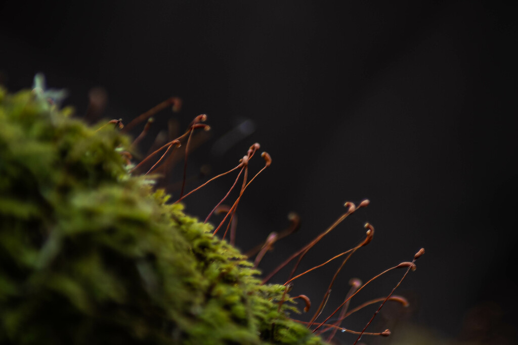 Moss by darchibald
