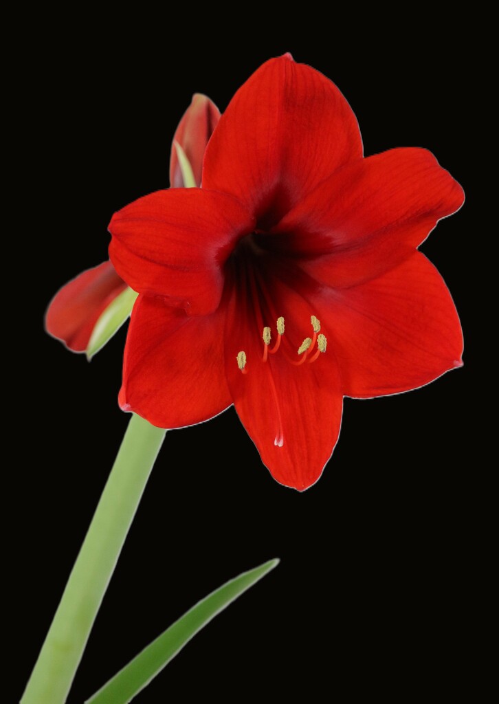 March 3: Red Lion Amaryllis by daisymiller