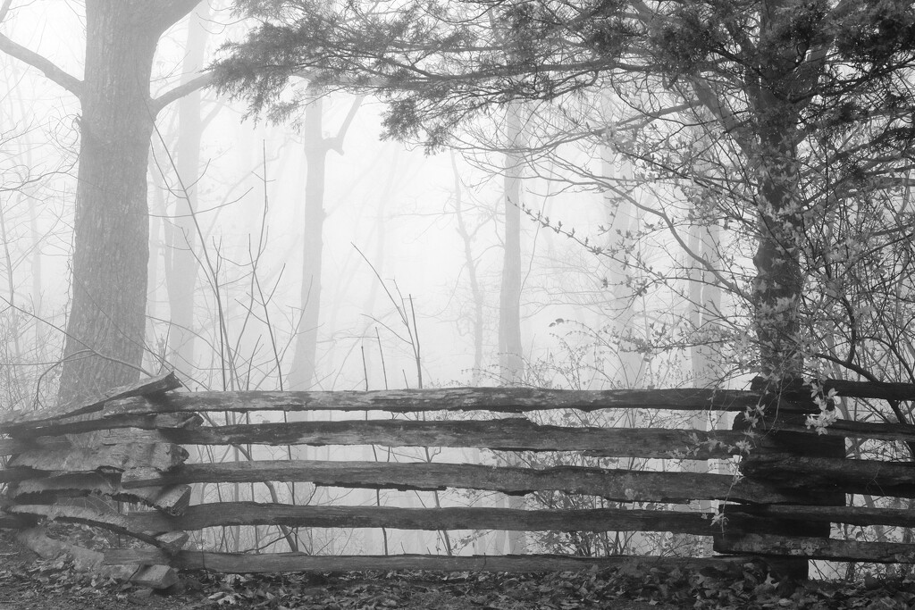Fence, Fog by lsquared