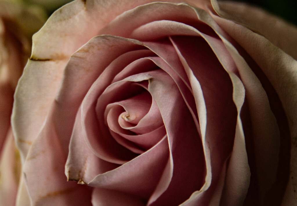 Aging rose by randystreat
