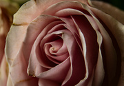 3rd Mar 2024 - Aging rose