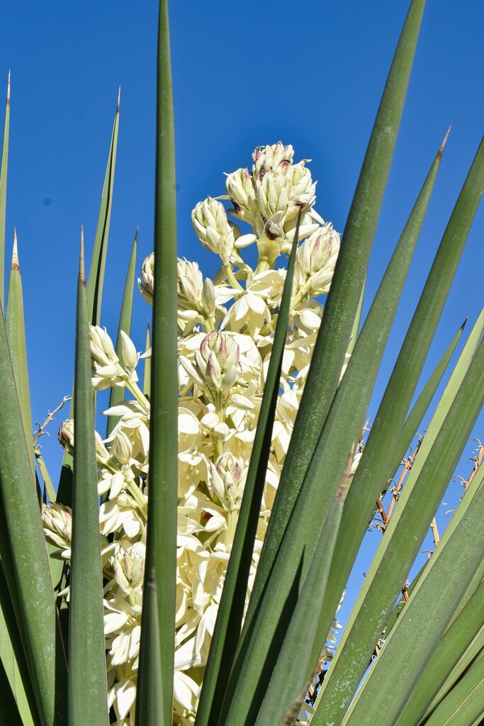 3 2 Yucca flowers by sandlily