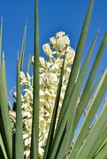 2nd Mar 2024 - 3 2 Yucca flowers