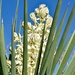 3 2 Yucca flowers by sandlily