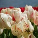 A bunch of tulips by eudora