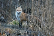 3rd Mar 2024 - Fox hunt