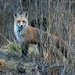 Fox hunt by mccarth1