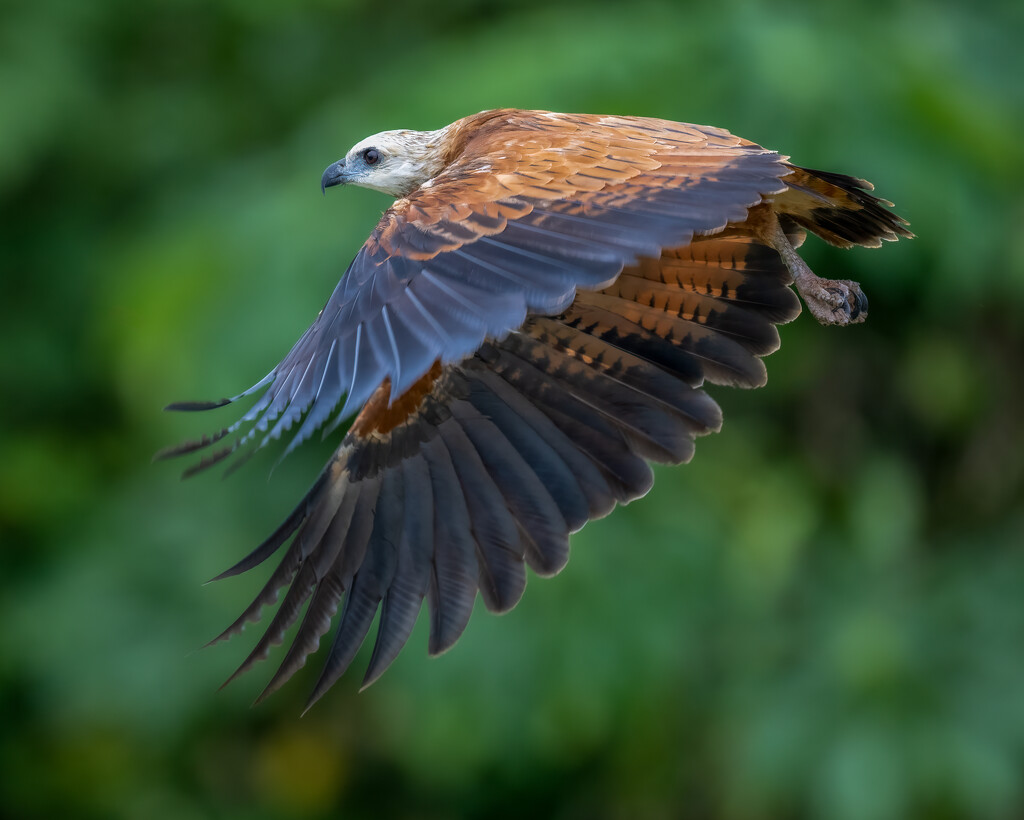 Black-collared Hawk by nicoleweg