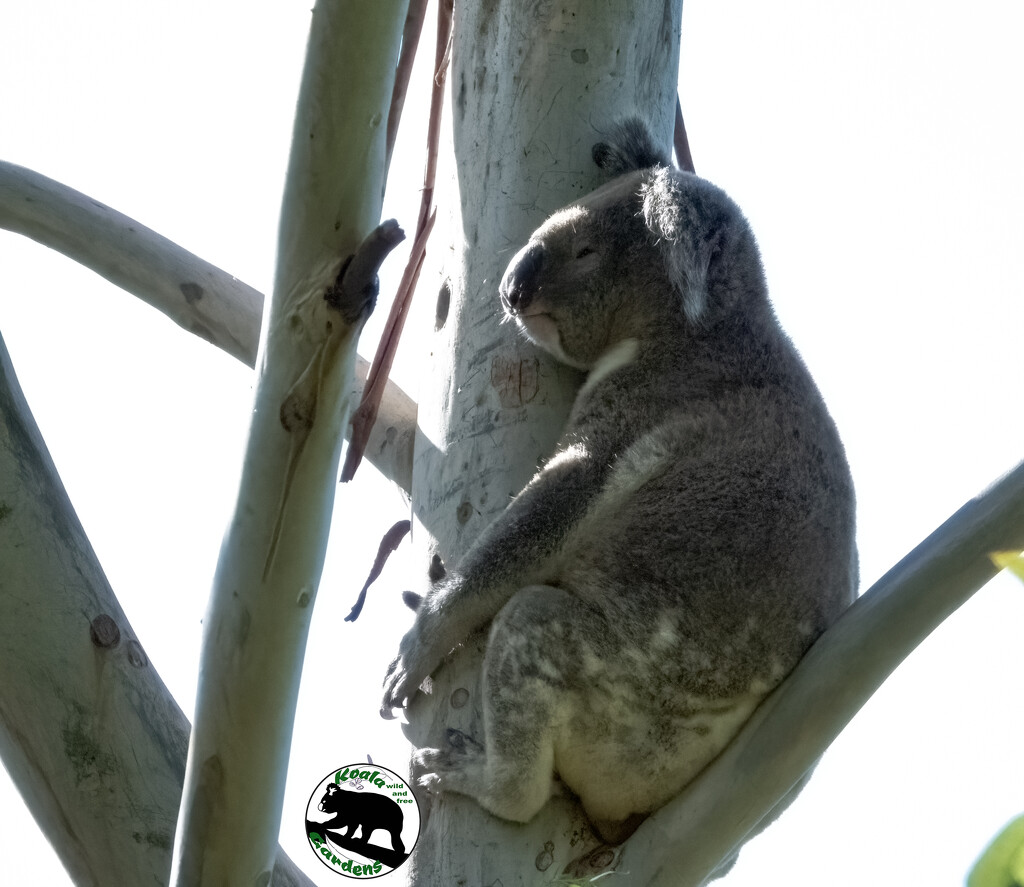 chasing girls is hard work! by koalagardens