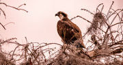 3rd Mar 2024 - Osprey At the Drained Lake!