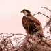 Osprey At the Drained Lake!