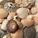 Shells by dolores