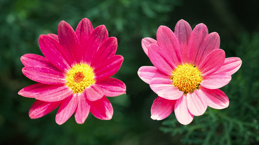 Pink Pair by helenw2