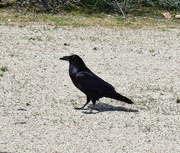 3rd Mar 2024 - 3 3 Common Crow