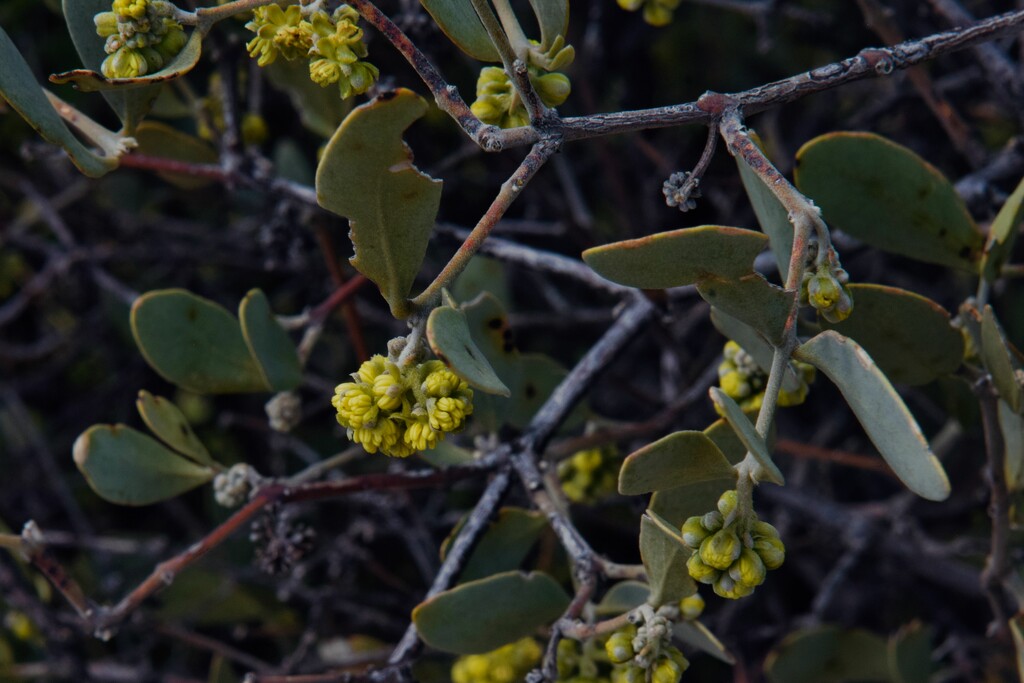 3 3 Female Jojoba flowers by sandlily