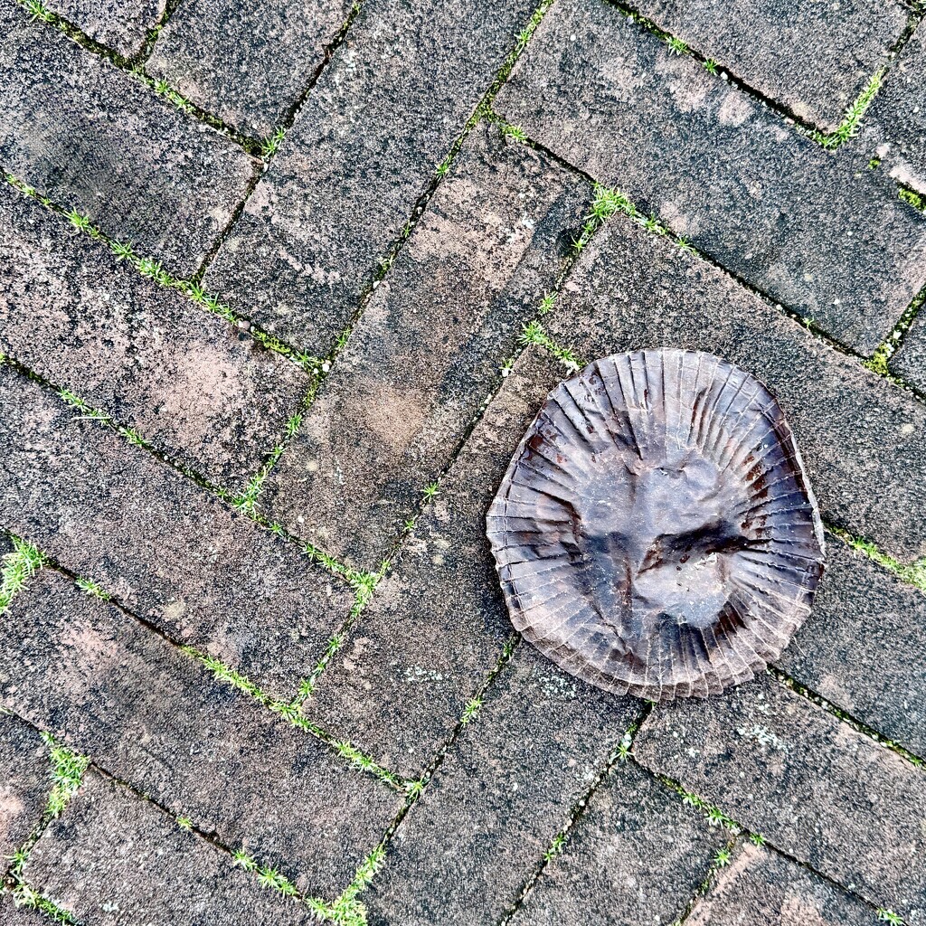 Urban mushroom, the new streetfood... by stimuloog
