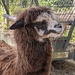 Alpaca With Cataracts by photohoot