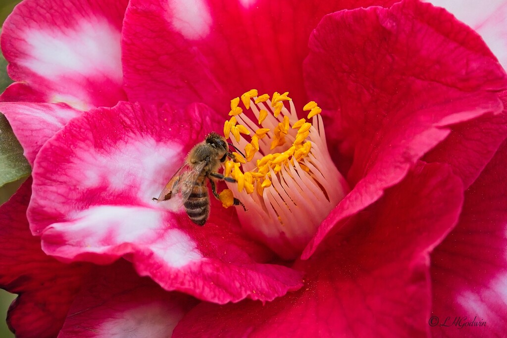 LHG_5511 Red Camellia with a Bee  by rontu