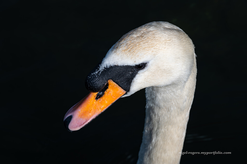 Swan portrait by nigelrogers