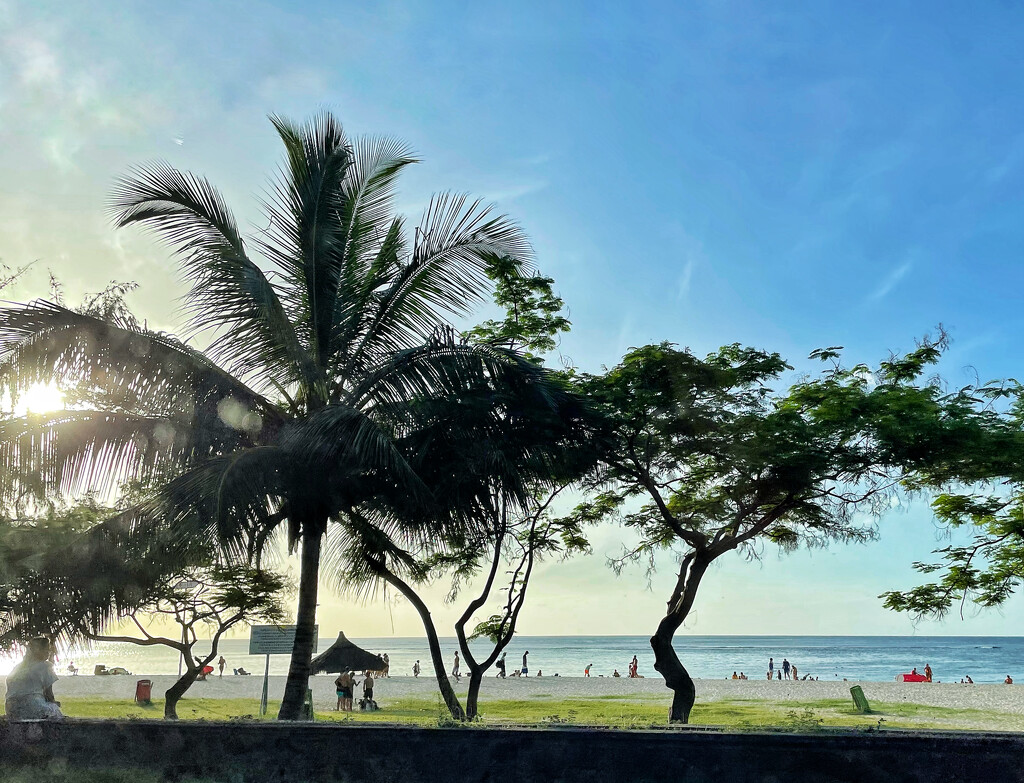 Beach and palm tree.  by cocobella