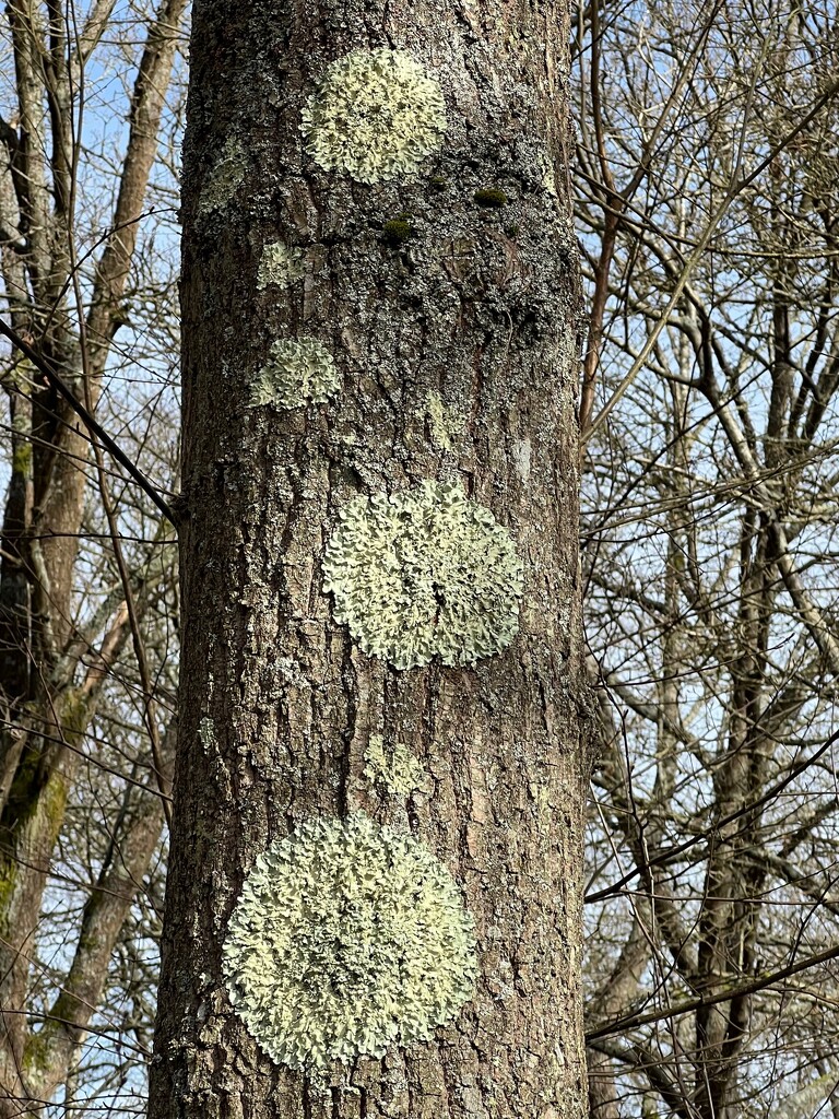 Lichen by mattjcuk