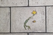 3rd Mar 2024 - daffodil