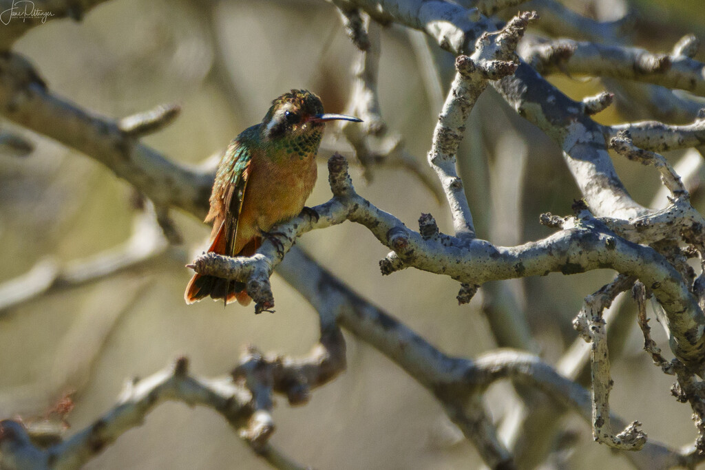 Xantus’ Hummingbird by jgpittenger