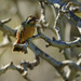Xantus’ Hummingbird by jgpittenger