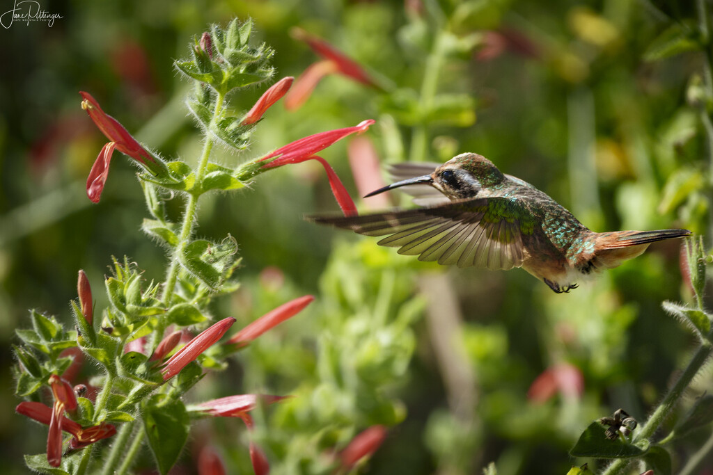 Xantus’ Hummingbird in Blooms  by jgpittenger