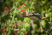19th Feb 2024 - Xantus’ Hummingbird in Blooms 