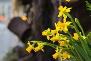 4th Mar 2024 - Daffodils 