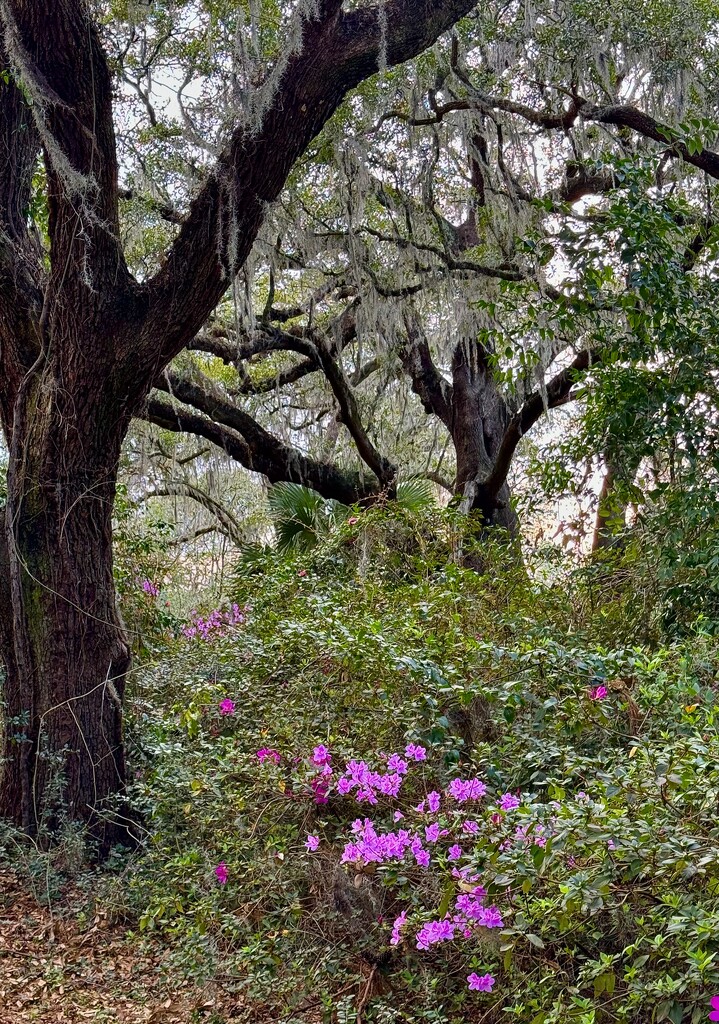Live oak forest with azaleas by congaree