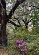 4th Mar 2024 - Live oak forest with azaleas