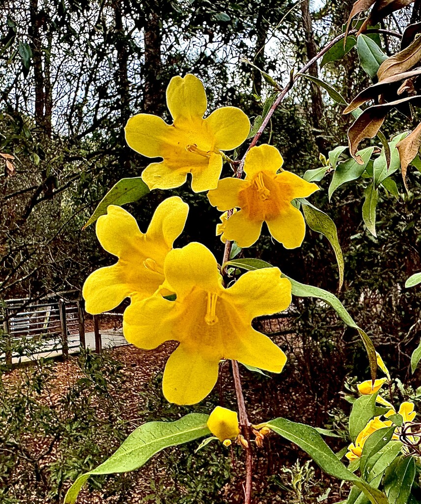 Carolina jessamine, a species is of trumpet flower,  are full of sunshine! by congaree