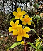 4th Mar 2024 - Carolina jessamine, a species is of trumpet flower,  are full of sunshine!
