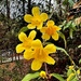 Carolina jessamine, a species is of trumpet flower,  are full of sunshine! by congaree
