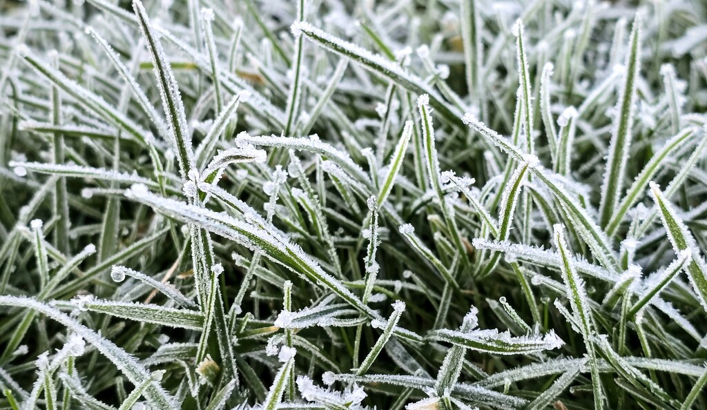 64/366 - Frosty grass by isaacsnek