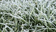 4th Mar 2024 - 64/366 - Frosty grass