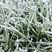 64/366 - Frosty grass by isaacsnek