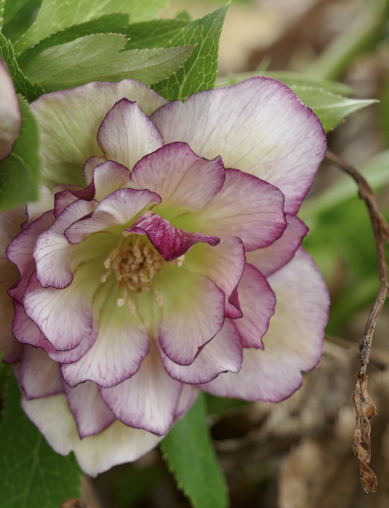 Hellebore by dolores