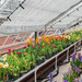 Photos from the Greenhouse by batfish