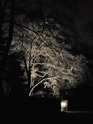 4th Mar 2024 - Illuminated tree