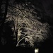 Illuminated tree by kathryn54