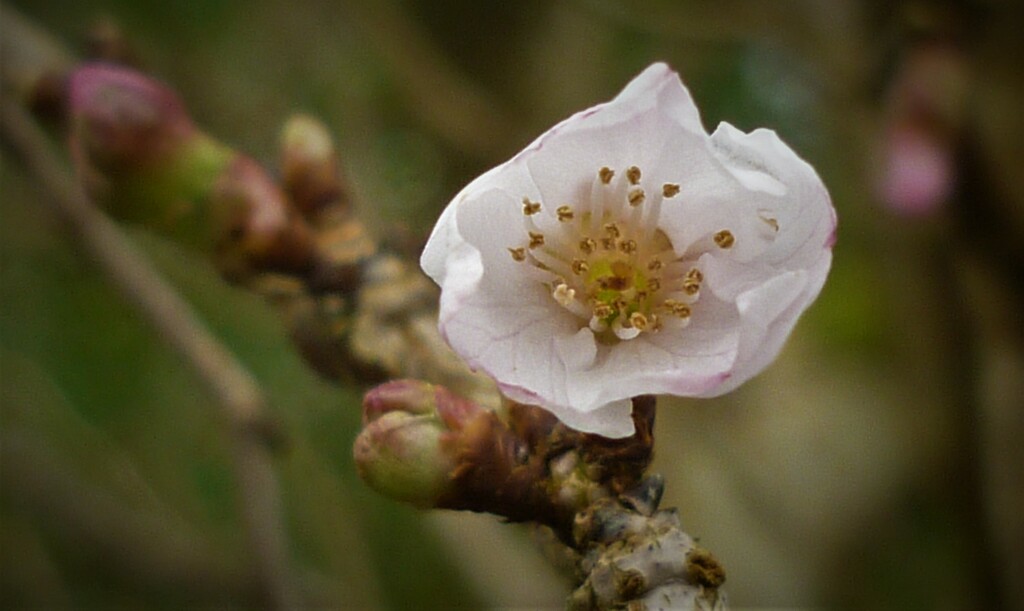 Cherry Blossom by countrylassie