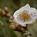 Cherry Blossom by countrylassie