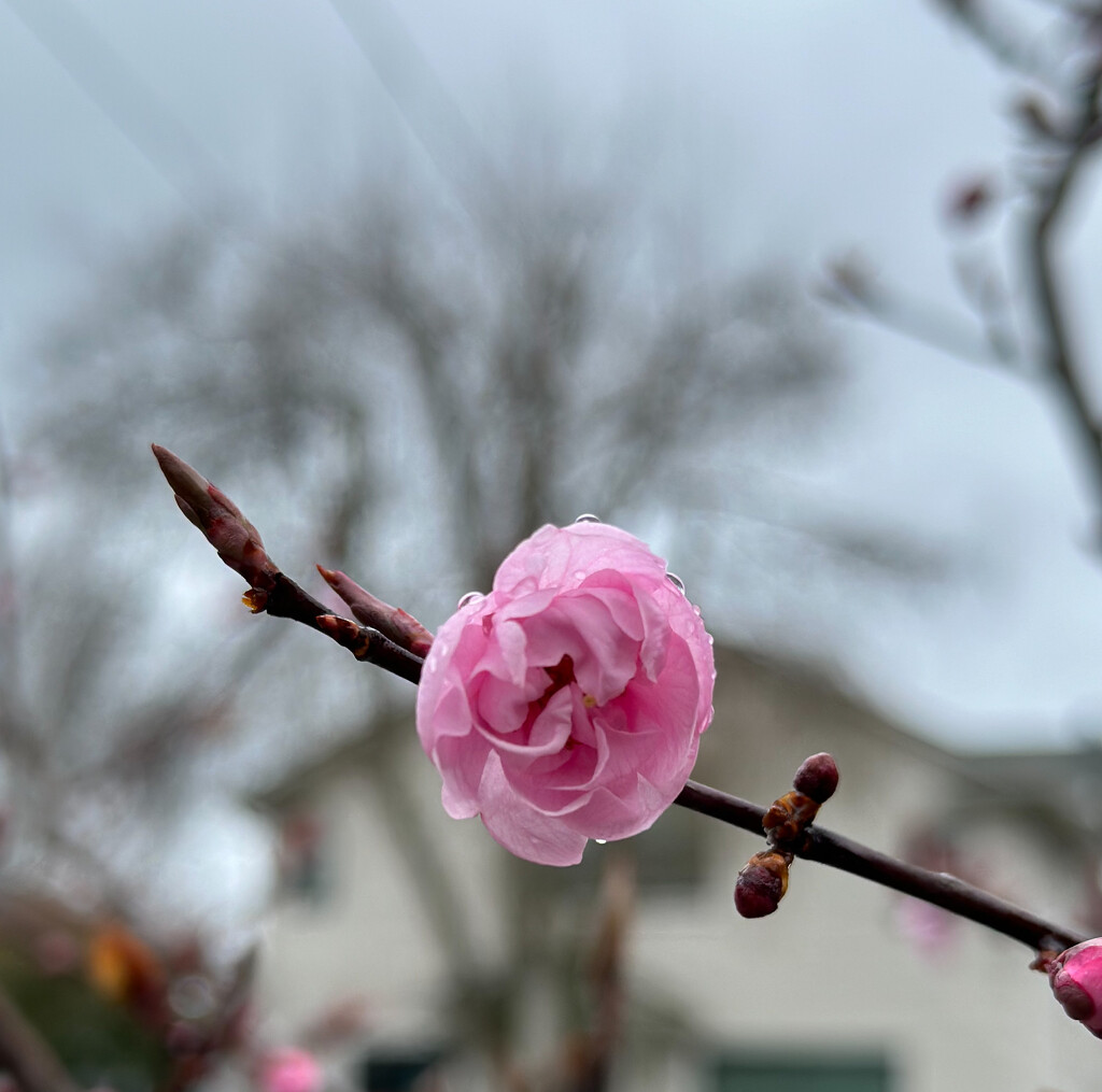 Spring blossom by cristinaledesma33