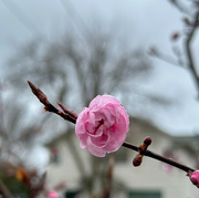 3rd Mar 2024 - Spring blossom
